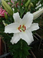 [4329 Tourega VZ No02.JPG]